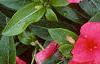 Catharanthus roseus 'Pacifica Red', flowers