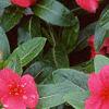 Catharanthus roseus 'Pacifica Red', flowers