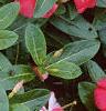 Catharanthus roseus 'Pacifica Red', flowers
