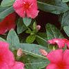 Catharanthus roseus 'Pacifica Red', flowers