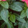 Catharanthus roseus 'Pacifica Red', flowers