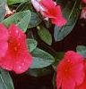 Catharanthus roseus 'Pacifica Red', flowers