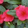 Catharanthus roseus 'Pacifica Red', flowers