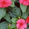 Catharanthus roseus 'Pacifica Red', flowers