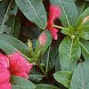 Catharanthus roseus 'Pacifica Red', flowers