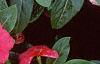Catharanthus roseus 'Pacifica Red', flowers