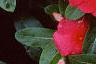 Catharanthus roseus 'Pacifica Red', flowers