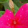 Catharanthus roseus 'Solar Red', flowers