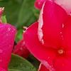 Catharanthus roseus 'Solar Red', flowers