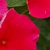 Catharanthus roseus 'Solar Red', flowers