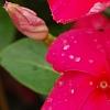 Catharanthus roseus 'Solar Red', flowers