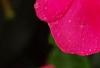 Catharanthus roseus 'Solar Red', flowers