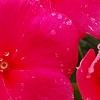 Catharanthus roseus 'Solar Red', flowers