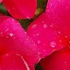 Catharanthus roseus 'Solar Red', flowers
