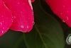 Catharanthus roseus 'Solar Red', flowers