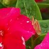 Catharanthus roseus 'Solar Red', flowers