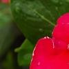 Catharanthus roseus 'Solar Red', flowers