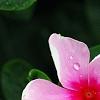 Catharanthus roseus 'Sunstorm Blush', flowers