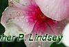 Catharanthus roseus 'Sunstorm Blush', flowers