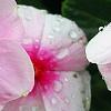 Catharanthus roseus 'Sunstorm Blush', flowers