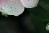 Catharanthus roseus 'Sunstorm Blush', flowers