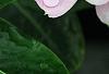 Catharanthus roseus 'Sunstorm Blush', flowers