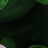 Catharanthus roseus 'Sunstorm Blush', flowers