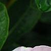 Catharanthus roseus 'Sunstorm Blush', flowers