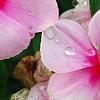 Catharanthus roseus 'Sunstorm Blush', flowers