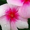 Catharanthus roseus 'Sunstorm Blush', flowers