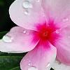 Catharanthus roseus 'Sunstorm Blush', flowers