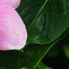 Catharanthus roseus 'Sunstorm Blush', flowers