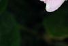 Catharanthus roseus 'Sunstorm Blush', flowers