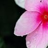 Catharanthus roseus 'Sunstorm Blush', flowers