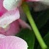 Catharanthus roseus 'Sunstorm Blush', flowers