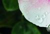Catharanthus roseus 'Sunstorm Blush', flowers