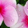Catharanthus roseus 'Sunstorm Blush', flowers