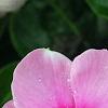 Catharanthus roseus 'Sunstorm Blush', flowers