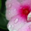 Catharanthus roseus 'Sunstorm Blush', flowers