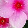 Catharanthus roseus 'Sunstorm Blush', flowers