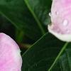 Catharanthus roseus 'Sunstorm Blush', flowers