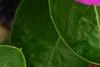 Catharanthus roseus 'Sunstorm Deep Lilac', flowers