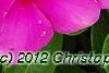 Catharanthus roseus 'Sunstorm Deep Lilac', flowers