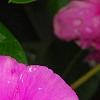 Catharanthus roseus 'Sunstorm Deep Lilac', flowers