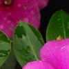 Catharanthus roseus 'Sunstorm Deep Lilac', flowers