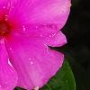 Catharanthus roseus 'Sunstorm Deep Lilac', flowers