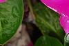 Catharanthus roseus 'Sunstorm Deep Lilac', flowers