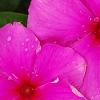 Catharanthus roseus 'Sunstorm Deep Lilac', flowers