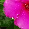 Catharanthus roseus 'Sunstorm Deep Lilac', flowers