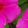 Catharanthus roseus 'Sunstorm Deep Lilac', flowers